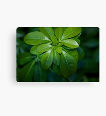 greenery Canvas Print