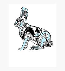 rabbit Photographic Print