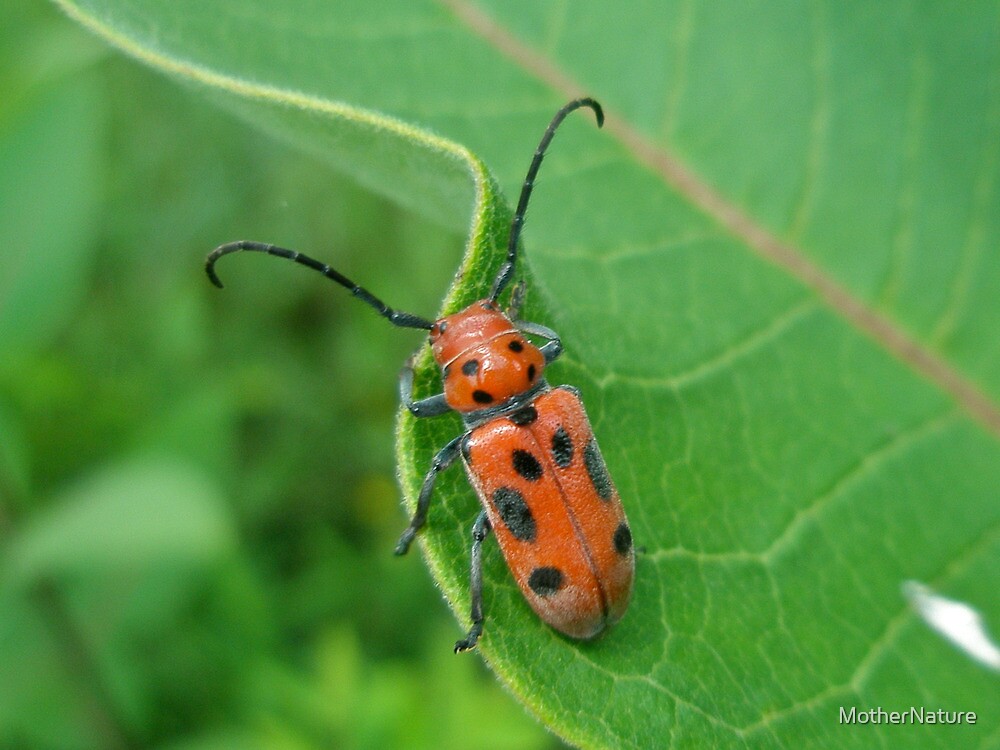 "Spotted Asparagus Beetle Crioceris duodecimpunctata" by MotherNature