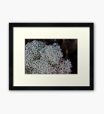 Reindeer lichen (Cladina confusa) Tarkine Rainforest Framed Print