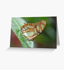 Gorgeous George Greeting Card
