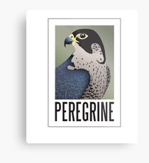 Peregrine Falcon Metal Print