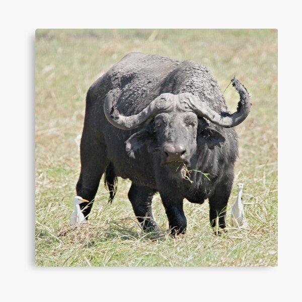 Do not argue with this face Canvas Print