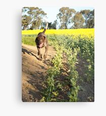 Running Rosie.... Metal Print