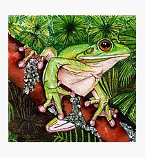 Laubfrosch von Sheridon Rayment Fotodruck