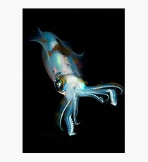 Squid at night lembeh strait Photographic Print