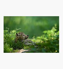Timber Wolf Pup Photographic Print
