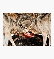 Eye of the Alpha Photographic Print