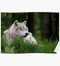 Arctic Wolf in Spring Poster