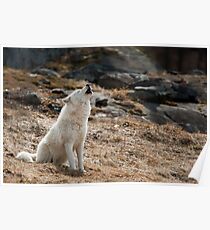 Arctic Wolf Howl Poster