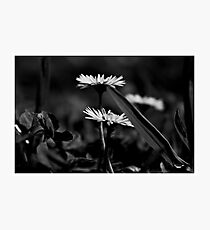 And then there were two Photographic Print