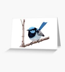 Superb fairy-wren Greeting Card