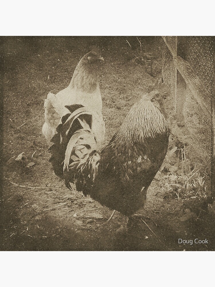 Cockrel by DougCook