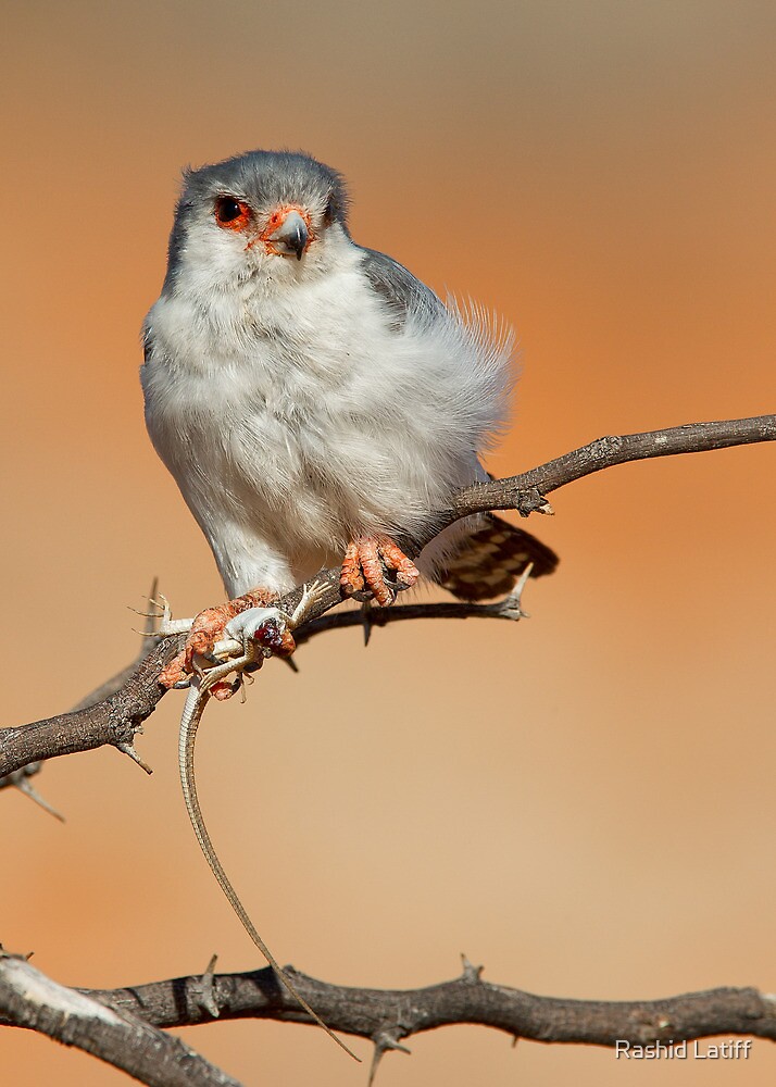 african pygmy falcon adult