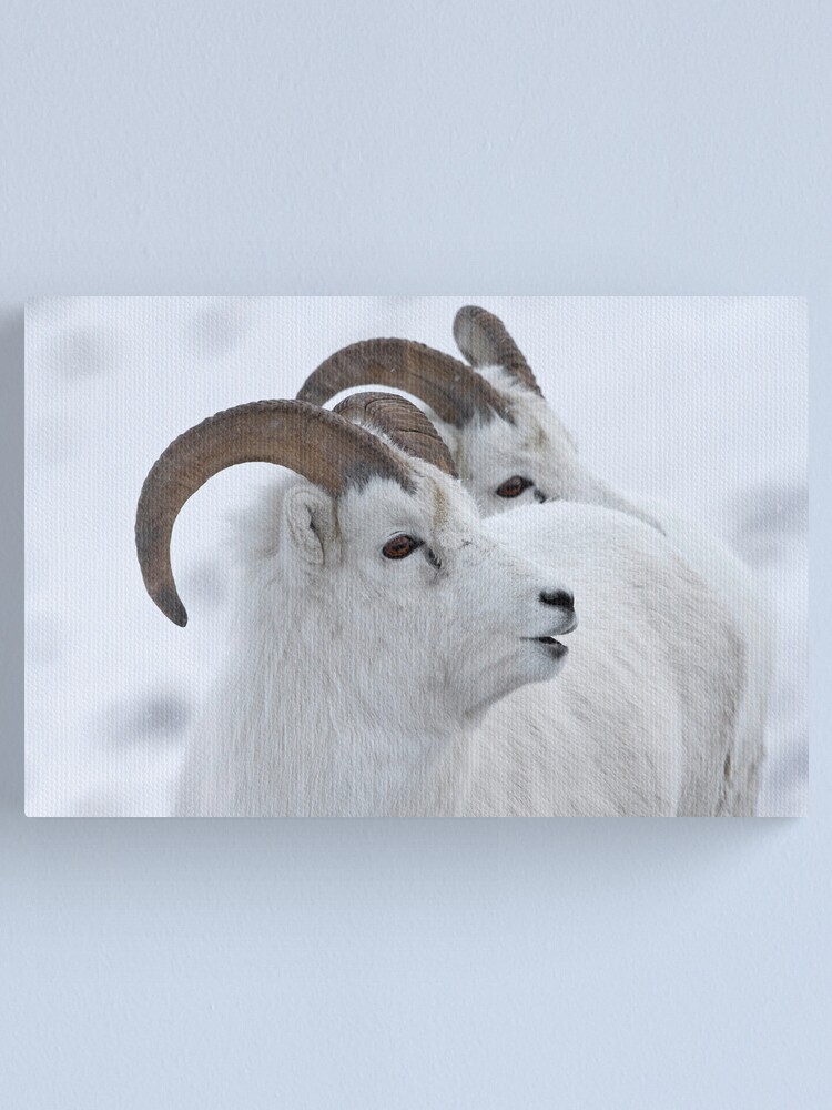Alternate view of A Sheepish Smile Canvas Print