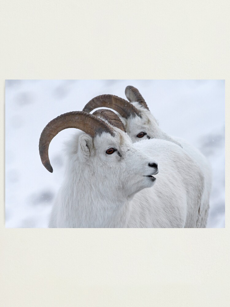 Alternate view of A Sheepish Smile Photographic Print