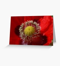 Papaver somniferum Greeting Card