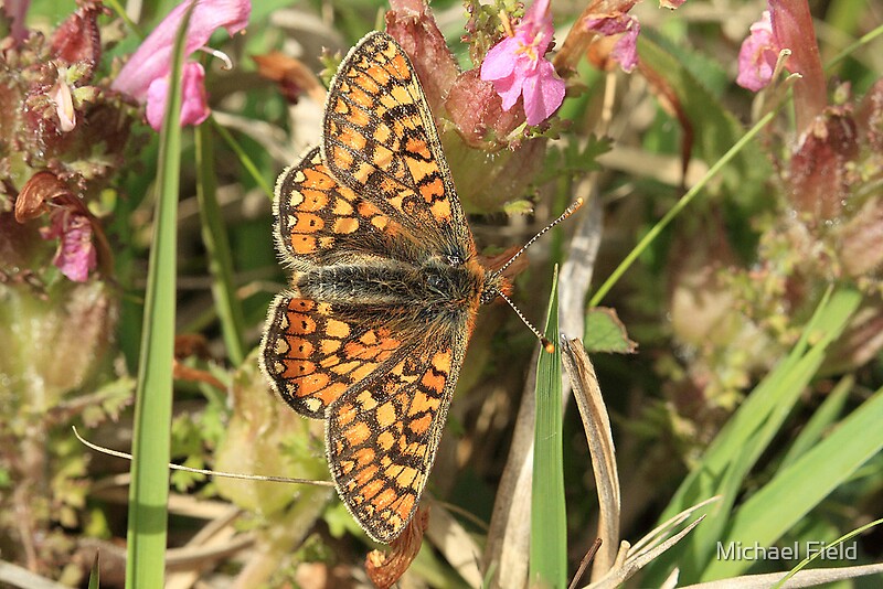 "Marsh Fritillary Butterfly, Aberbargoed (South Wales)" by Michael Field Redbubble