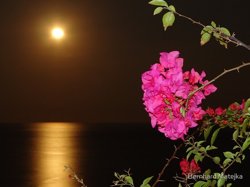The coloured Bougainvilleas the Pacific Ocean and the full Moon- Las Buganvillas de colores el Oceano Pacifico y la Luna llena by Bernhard Matejka