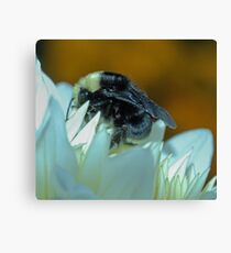 bumble bee Canvas Print