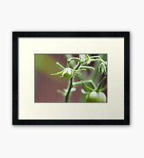 Killer Green Tomatoes Framed Print