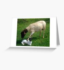 Dorper mother comforting her snow white newly born lamb, Kameeldrift, Pretoria Greeting Card