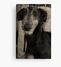Scottish Deerhound Leinwanddruck