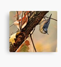 Sitta europaea Canvas Print