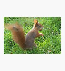 Nut-tastic! Photographic Print