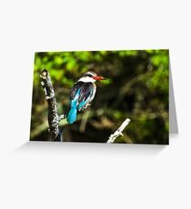 Malachite Kingfisher Grußkarte