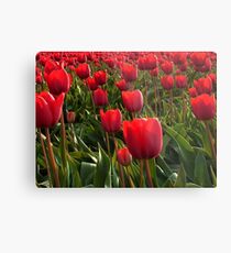 A field full Red Tulips Metal Print