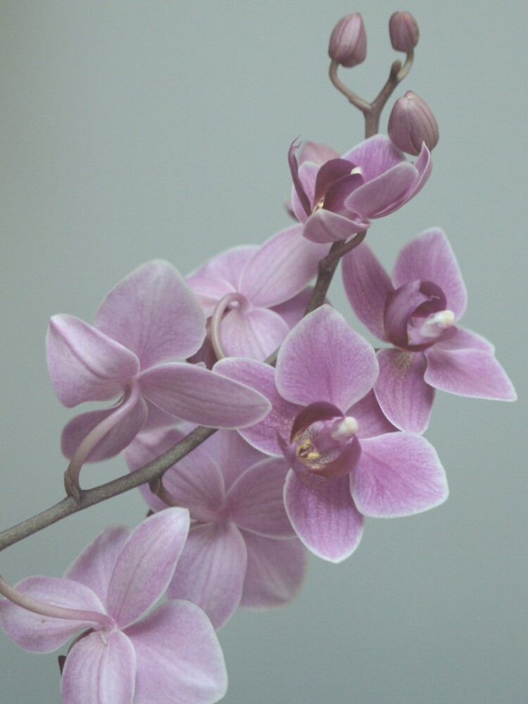 Orchid composition by rapis60