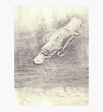 Platypus sketch - pencil Photographic Print
