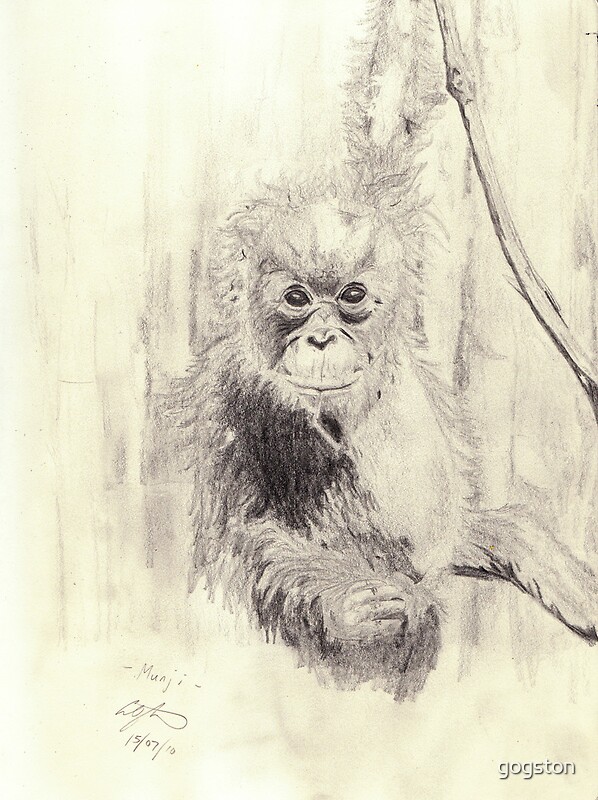  Orangutan sketch  pencil by gogston Redbubble