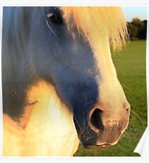 My Little Pony Poster
