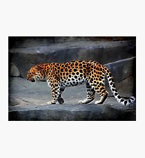 Leopard Fotodruck