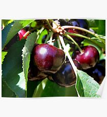 Ripe Poster