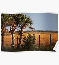Palm Tree On Coast Poster