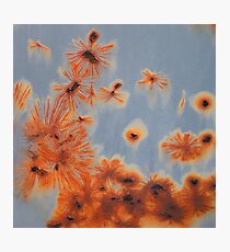 " Adrift" Photographic Print