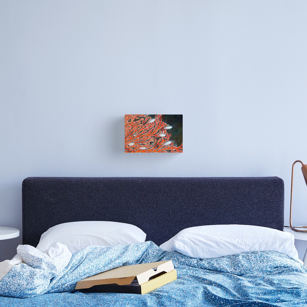 Damselfish in sea fan Canvas Print