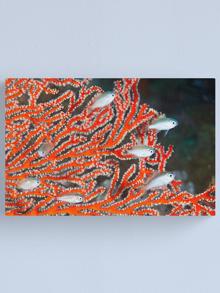 Alternate view of Damselfish in sea fan Canvas Print