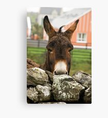Donkey, Doolin, County Clare, Ireland, October 2011 Canvas Print