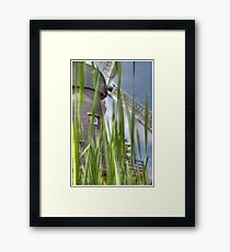 Windmill in the willows Framed Print