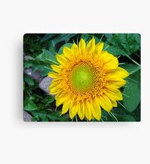 Sunny Flowers Canvas Print