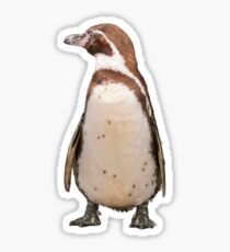 Magellanic Penguin Sticker