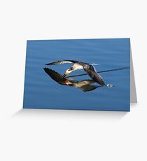 Immature Black Skimmer Skimming For Fish Greeting Card