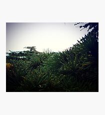 Pine needle Photographic Print