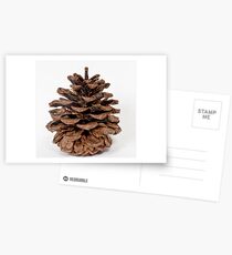 Pine Cone Postcards