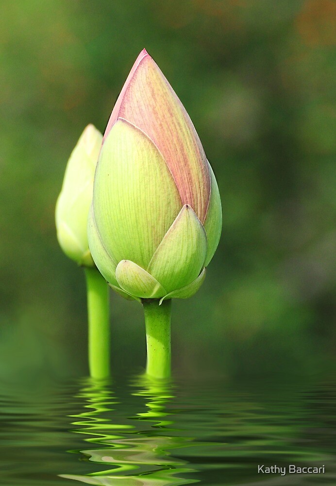 "Budding Lotus Flower" by Kathy Baccari Redbubble