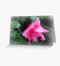 shy gumamela... Greeting Card